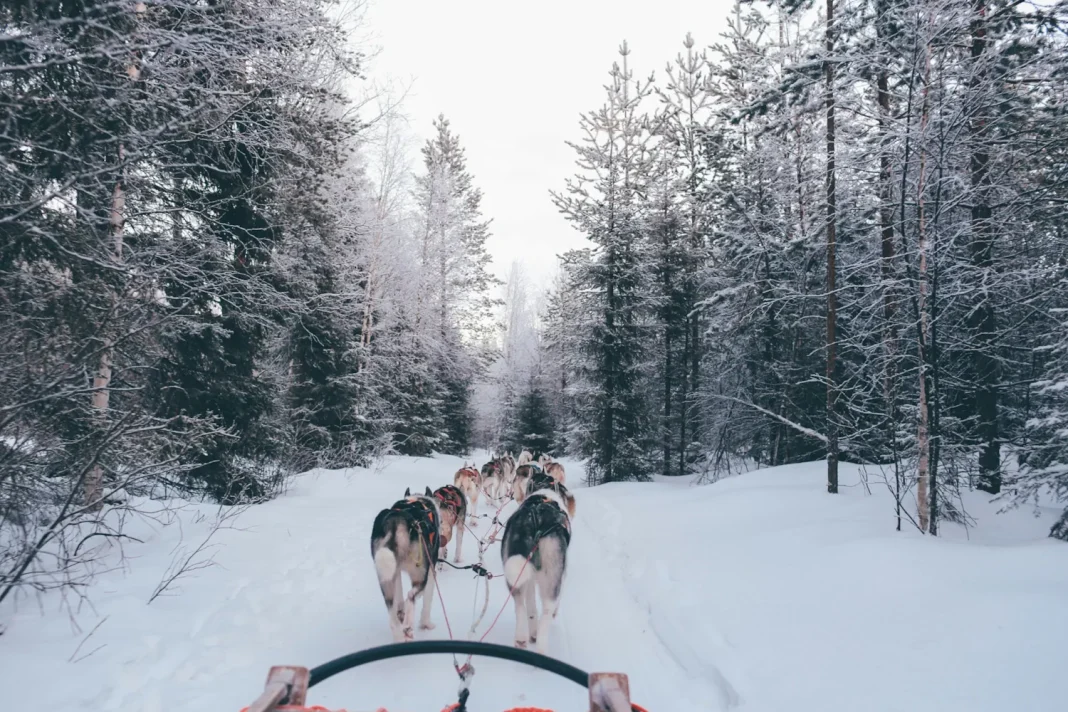Rovaniemi – Reindeer Sleigh Rides & Arctic Snowmobiling