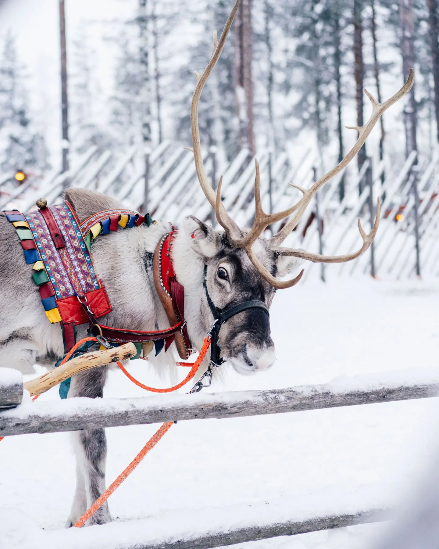 Rovaniemi – A Taste of Frontier Living in Finnish Lapland
