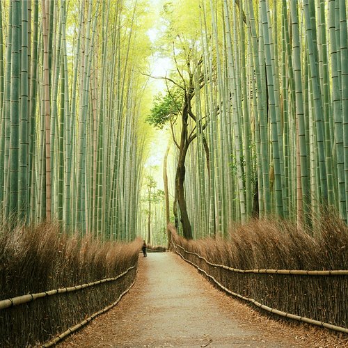 Kyoto – The Golden Pavilion & Arashiyama Bamboo Grove