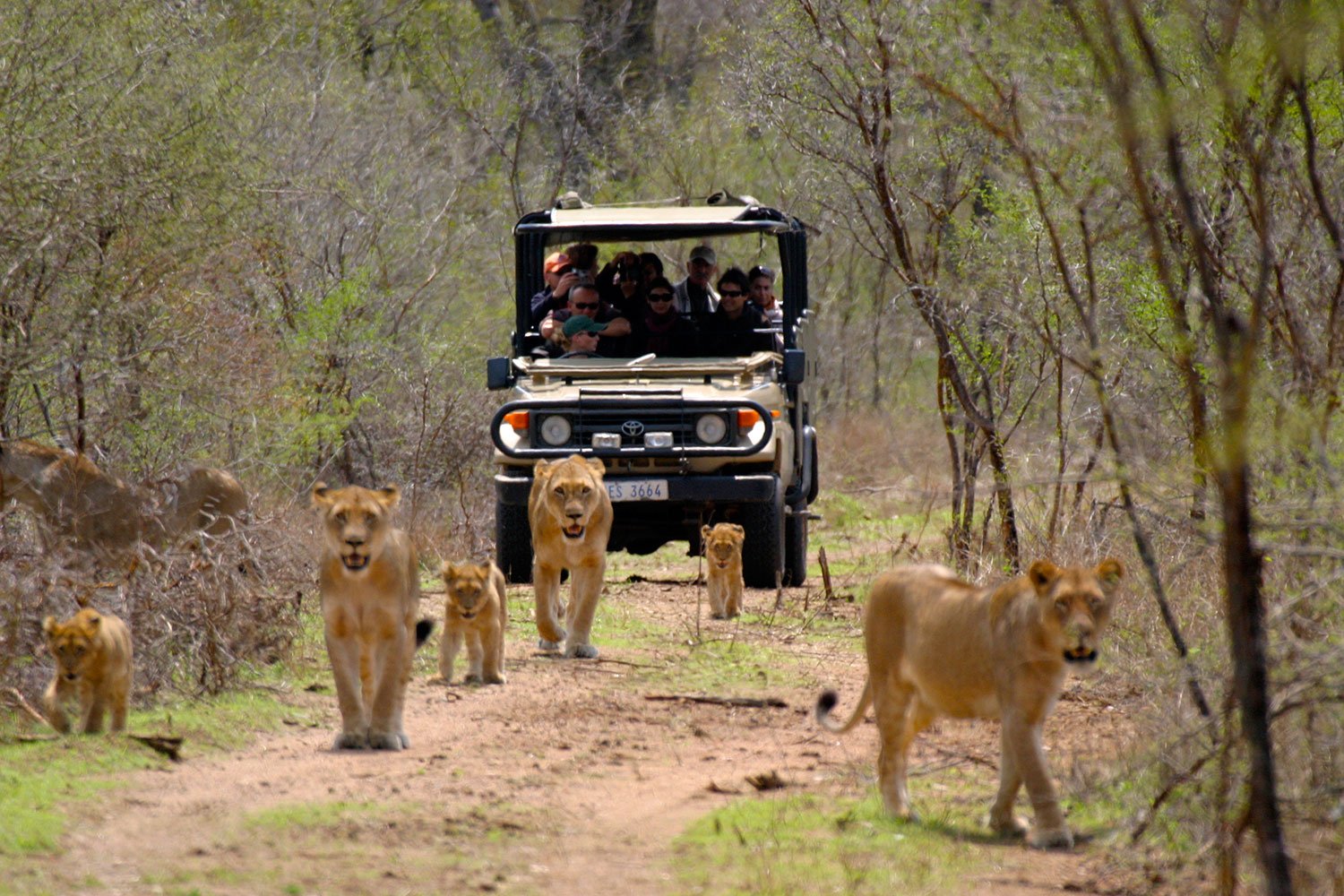 Greater Kruger National Park – Game Drives & Bush Walks