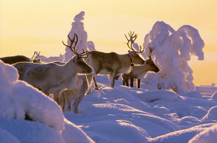 Arctic Christmas in Lapland 2026