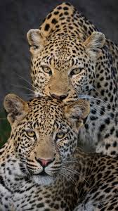 Southern Africa Luxury Safari and Train Journey