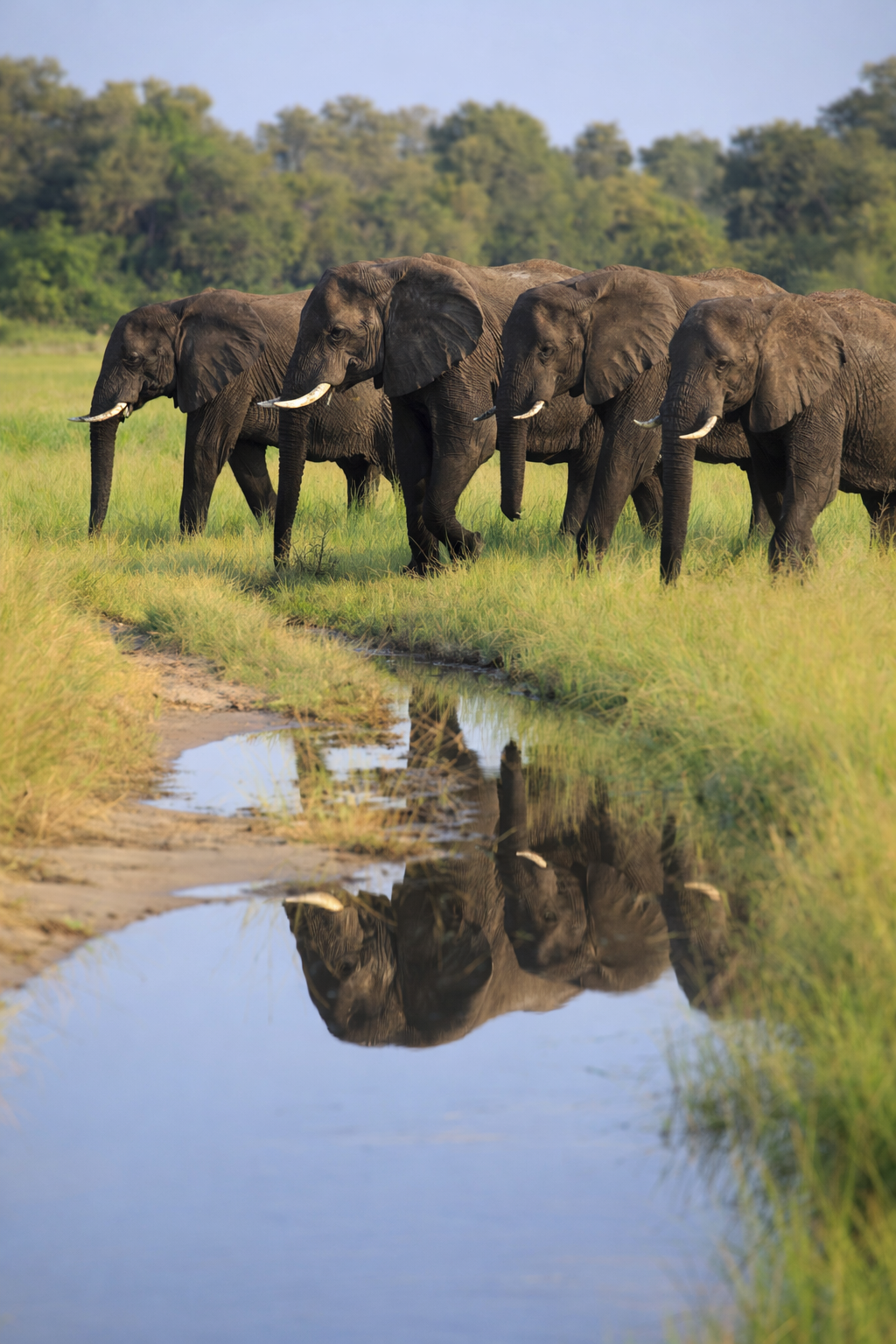Botswana Signature Safari 2026